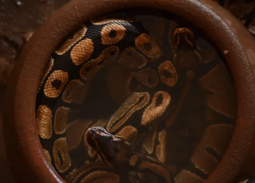 python-temple-ouidah_benin