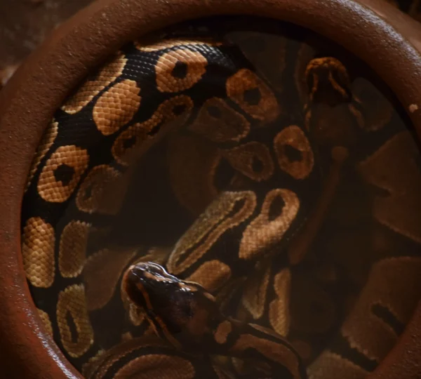 python-temple-ouidah_benin