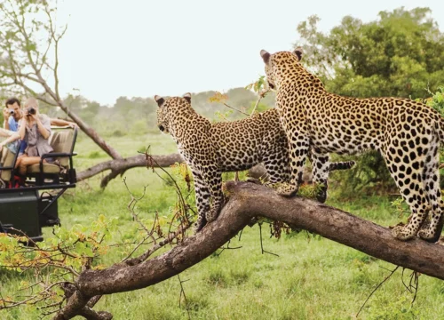 xplore-southern-africa-leopards